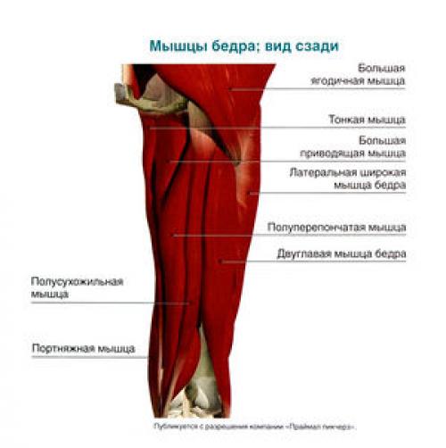 Виды суставов человека таблица. Классификация и общая характеристика 04