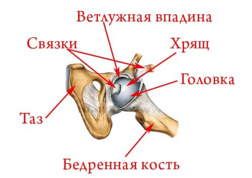 Как проверить тазобедренный сустав. Строение тазобедренного сустава