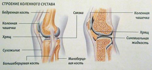 Препараты для восстановления связок колена. Из чего состоят суставы и связки