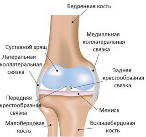 Таблица суставы виды суставов. Классификация суставов 03