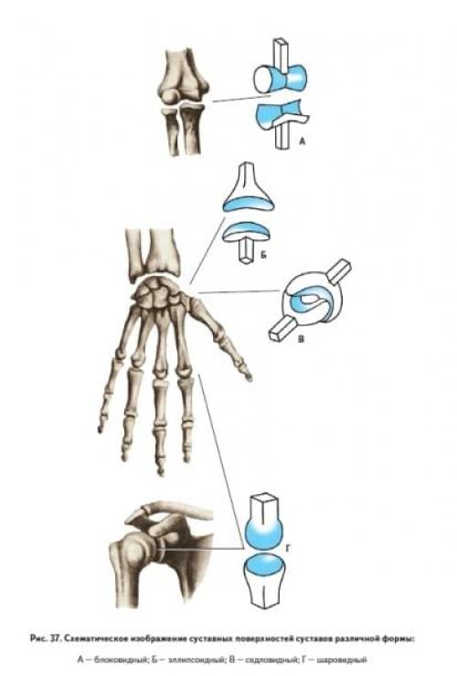 Анатомия таблица по суставам. Функции, делаемые суставами 04 Анатомия таблица по суставам. Функции, делаемые суставами 04