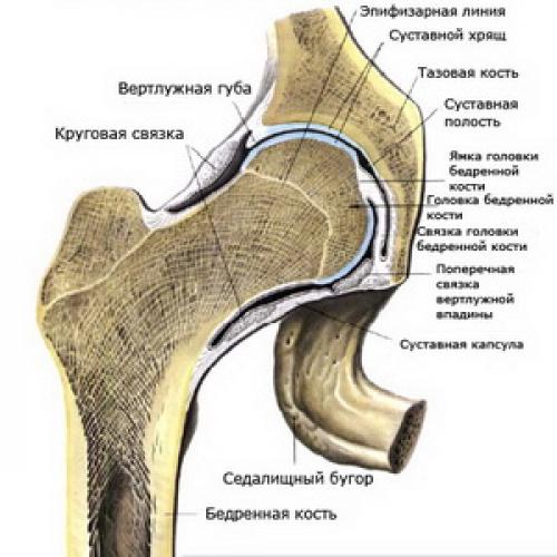 Таблица суставы виды суставов. Классификация суставов 04