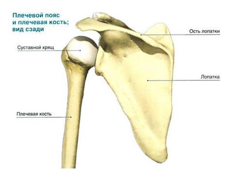 Хрустит плечо после тренировки. Хруст в плечевом суставе при вращении причины