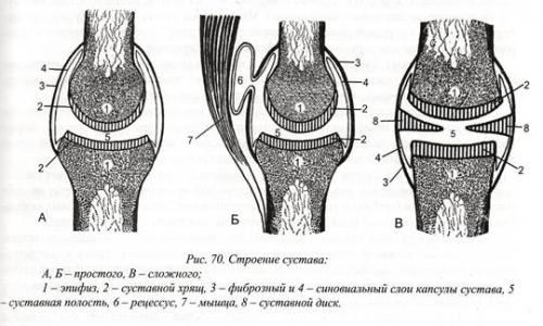 Строение сустава картинка