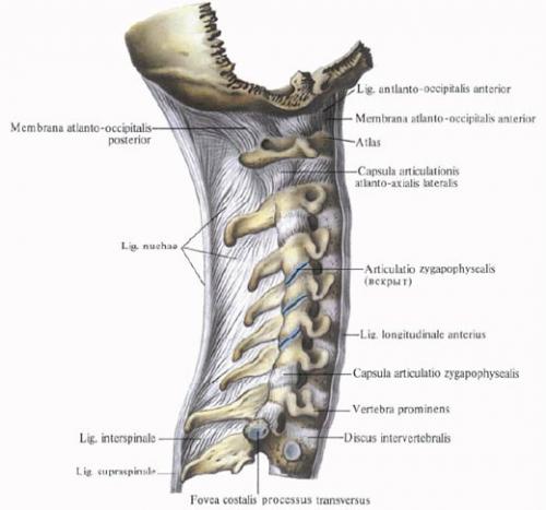 Атлантозатылочный сустав. 