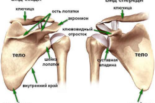 Хрустят плечи и лопатки. Причины возникновения заболевания