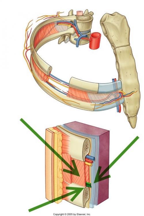 Артроз реберно-позвоночных сочленений лечение. Что такое артроз реберно-позвоночных суставов?