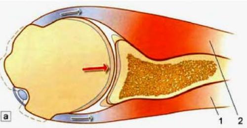 Внутрисуставные связки плечевого сустава. Ультразвуковая анатомия плечевого сустава. Профессор В. А. Изранов
