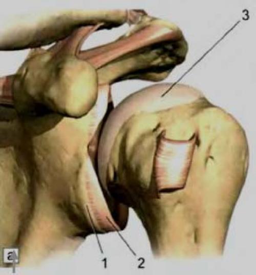 Внутрисуставные связки плечевого сустава. Ультразвуковая анатомия плечевого сустава. Профессор В. А. Изранов