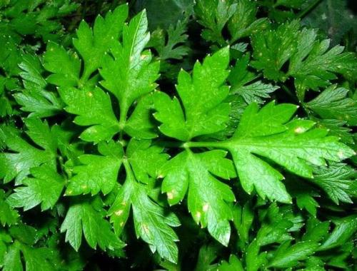 Лучшие природные источники кальция. 20 продуктов, богатых кальцием 08