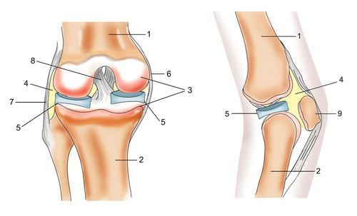 Какие различия существуют в лучевой анатомии коленного сустава у мужчин и женщин. Коленный сустав