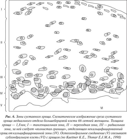 Хрящевая ткань функции. Структура суставного хряща человека