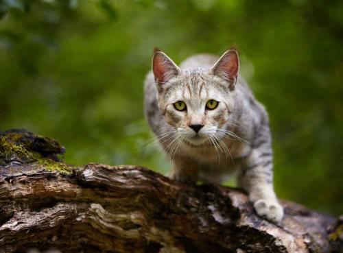 Пиксибоб для полного лица: идеальная стрижка для женщин после 40 21