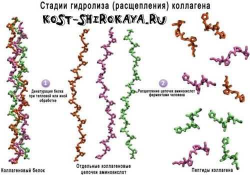 В чем разница между использованием желатина и другими добавками для суставов. Желатин или гидролизованный коллаген