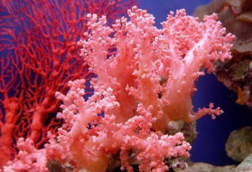 Терракотовый и коралловый цвет. Коралловый цвет – это, какой