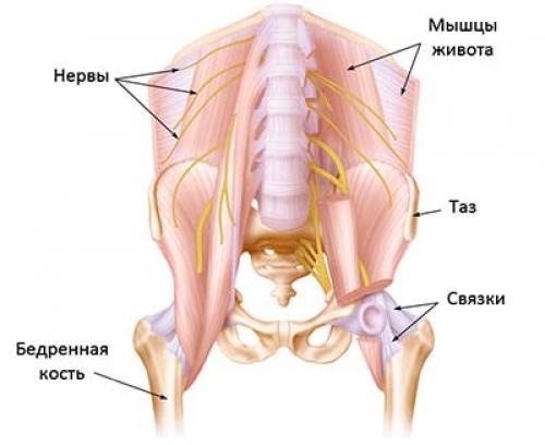 Анатомия вертлужной впадины и её патологические состояния. Аннотация научной статьи по клинической медицине, автор научной работы — Зеленецкий И.Б. Корольков А.И. Мителева З.М. Онищенко А.В. Снисаренко П.И. 02 Анатомия вертлужной впадины и её патологические состояния. Аннотация научной статьи по клинической медицине, автор научной работы — Зеленецкий И.Б. Корольков А.И. Мителева З.М. Онищенко А.В. Снисаренко П.И. 02