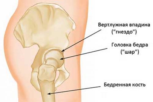 Анатомия вертлужной впадины и её патологические состояния. Аннотация научной статьи по клинической медицине, автор научной работы — Зеленецкий И.Б. Корольков А.И. Мителева З.М. Онищенко А.В. Снисаренко П.И. 01 Анатомия вертлужной впадины и её патологические состояния. Аннотация научной статьи по клинической медицине, автор научной работы — Зеленецкий И.Б. Корольков А.И. Мителева З.М. Онищенко А.В. Снисаренко П.И. 01