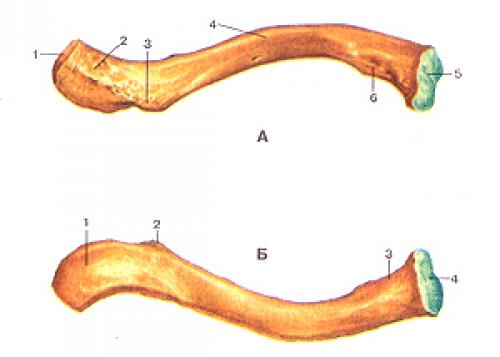 Соединения костей пояса верхней конечности. Соединения костей верхней конечности 01