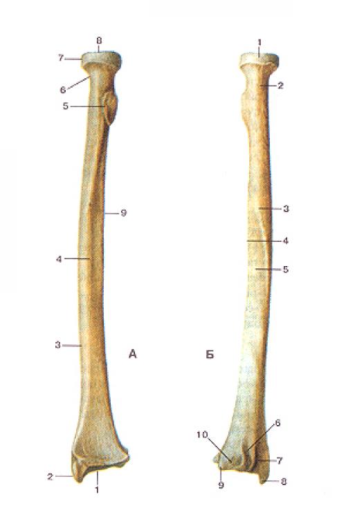Лучевая и локтевая кость фото