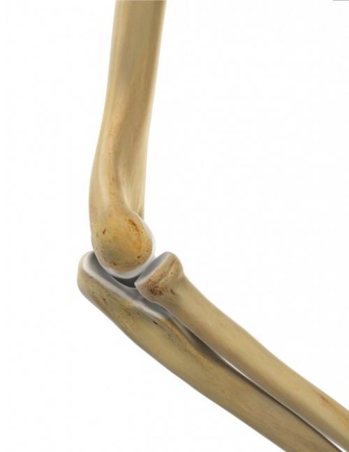 В статье рассматривается анатомия локтевого сустава. Локтевой сустав: Строение и функции