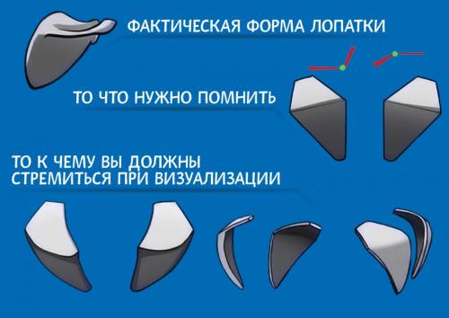 Плечевой пояс, что входит. Анатомия: Плечевой пояс