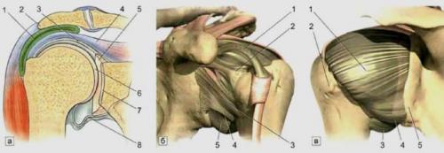 Плечевой сустав. Ультразвуковая анатомия плечевого сустава. Профессор В. А. Изранов
