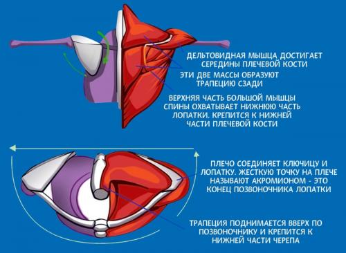 Плечевой пояс, что входит. Анатомия: Плечевой пояс