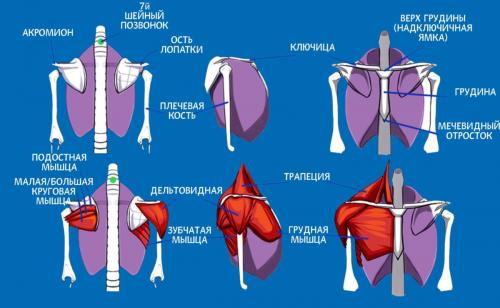 Плечевой пояс, что входит. Анатомия: Плечевой пояс