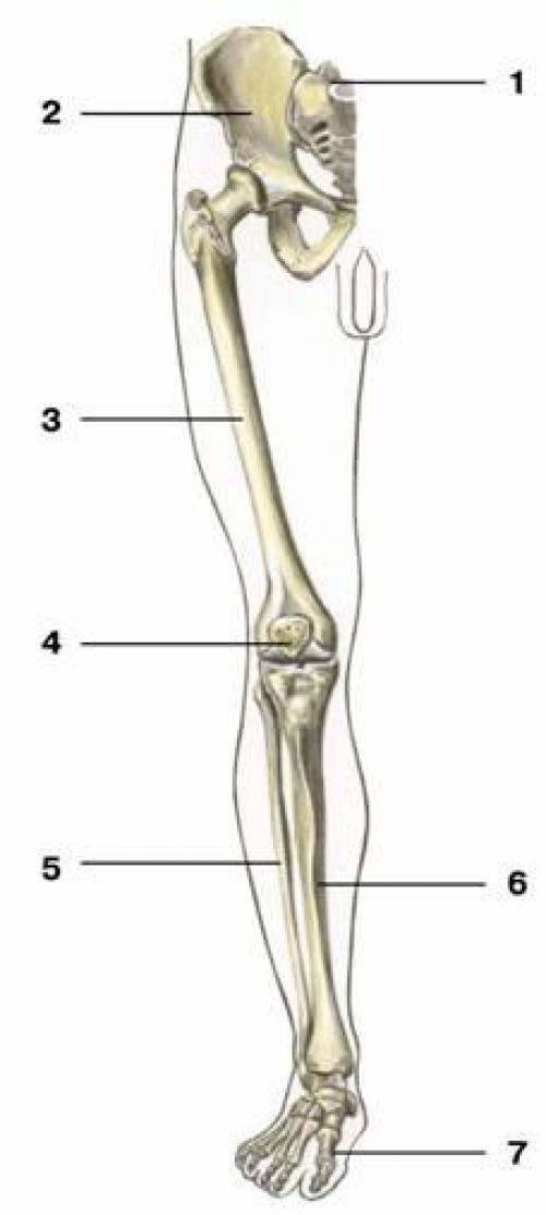Кости пояса верхней конечности. Кости верхней конечности 02