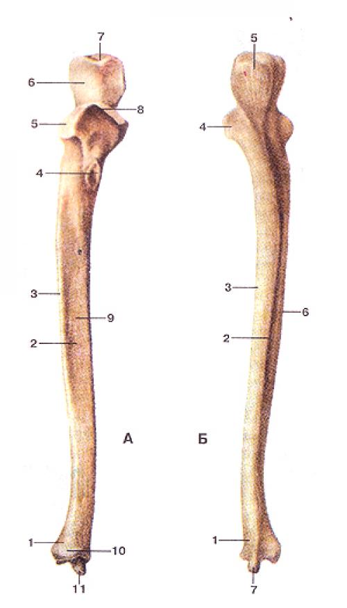 Соединение костей плечевого пояса и верхней конечности.  Соединение костей пояса верхней конечности. Классификация, 05
