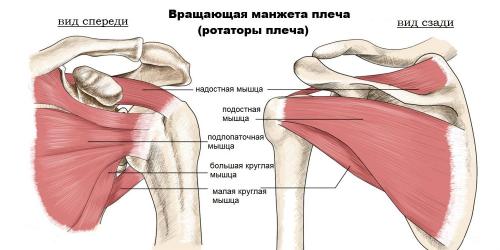 Можно ли избавиться от хруста в плечах с помощью упражнений. Хрустит плечо, что делать? 