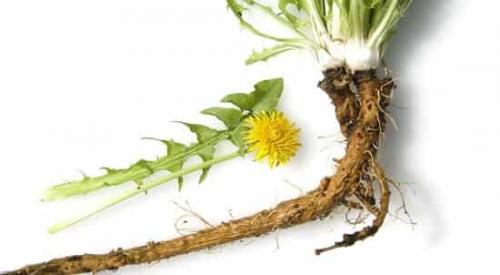 Как восстановить хрящ народными средствами. Восстановление хрящей суставов народными средствами