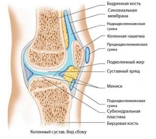 Хрящ в коленном суставе. Анатомия коленного сустава 01 Хрящ в коленном суставе. Анатомия коленного сустава 01