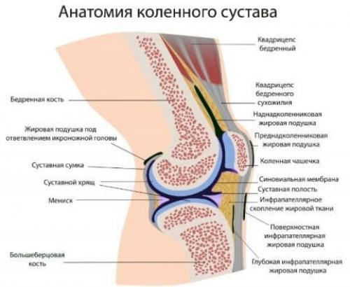 Хрящ в коленном суставе. Анатомия коленного сустава 02 Хрящ в коленном суставе. Анатомия коленного сустава 02