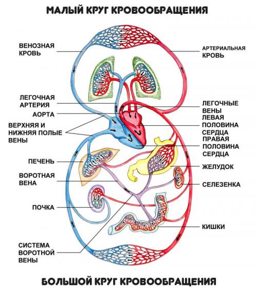 Препараты при острой сердечной недостаточности. Что такое острая сердечная недостаточность, симптомы, неотложная помощь и методы лечения