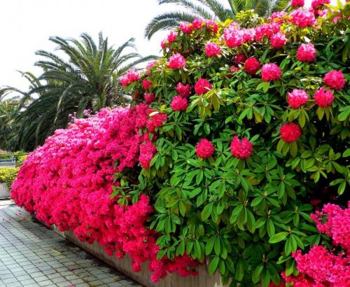 Декоративные растения — лучшие и самые популярные растения для сада (115 фото)