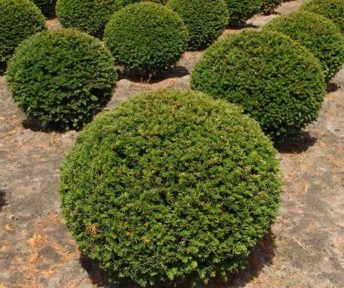 Декоративные растения — лучшие и самые популярные растения для сада (115 фото)