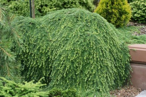Декоративные растения — лучшие и самые популярные растения для сада (115 фото)
