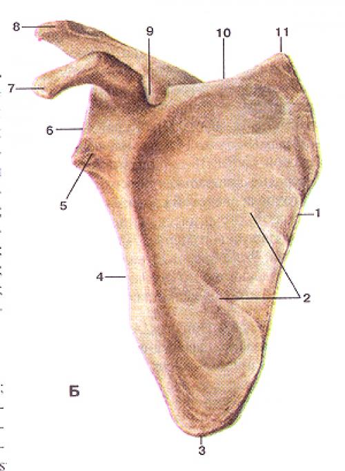 В статье представлена анатомия ключицы. Анатомия ключицы 04