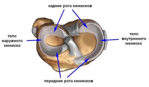 Разрыв заднего рога медиального мениска 3а степени по stoller это. Строение менисков и их функции