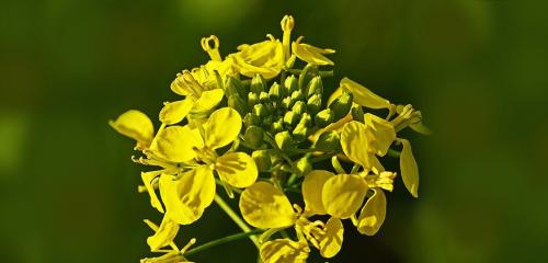 Масло для волос: какое выбрать? Топ 15 лучших масел для волос