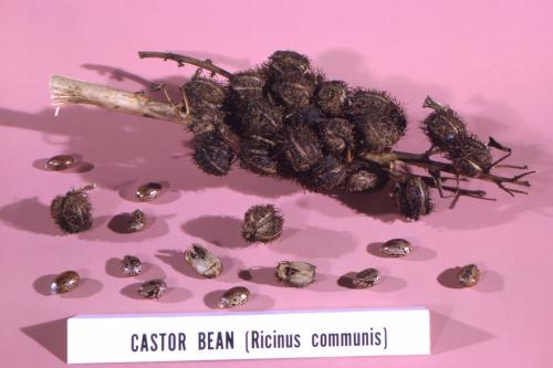 Как сделать маску для волос с оливковым маслом. Маска для волос с оливковым маслом 02 Как сделать маску для волос с оливковым маслом. Маска для волос с оливковым маслом 02