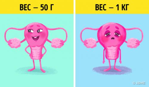 Послеродовой период ранний и поздний. Живот
