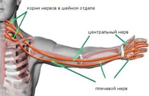 Боль в большом пальце руки. По каким причинам могут болеть суставы пальцев рук? 04