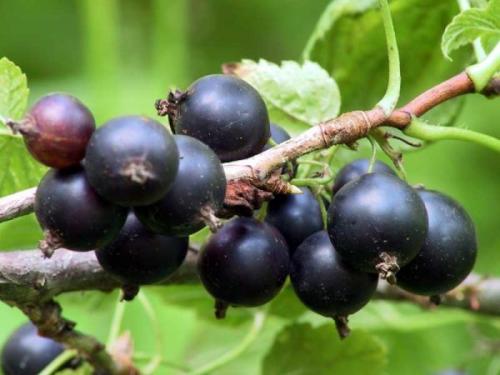 Маска из сметаны для лица. Рецепты омолаживающих масок для лица на основе сметаны