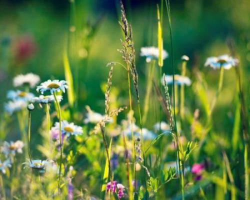 Какие виды трав и растений используются для лечения суставов. Список наиболее эффективных лекарственных трав для хрящей и суставов, показания, противопоказания, побочные эффекты и механизм действия