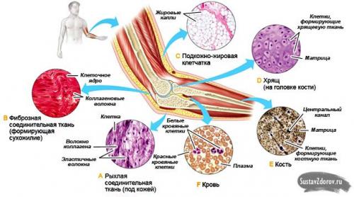 Какие дозы желатина рекомендуются для суставов. Что такое желатин, и как он работает в лечении суставов