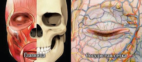 Лучшее средство от темных кругов под глазами. Давайте взглянем на анатомическое строение области глаз.