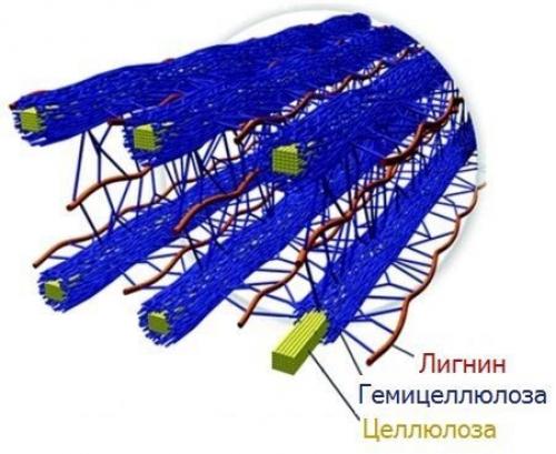 20 самых доступных источников клетчатки. ТОП-10 продуктов с высоким содержанием клетчатки: 01 20 самых доступных источников клетчатки. ТОП-10 продуктов с высоким содержанием клетчатки: 01