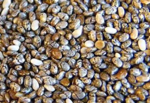 Семена чиа для красоты кожи и волос. Описание и применение семян чиа 03